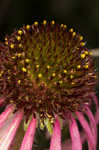 Wavyleaf purple coneflower